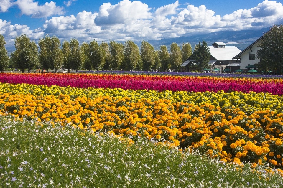 ファーム富田（8月撮影/イメージ））